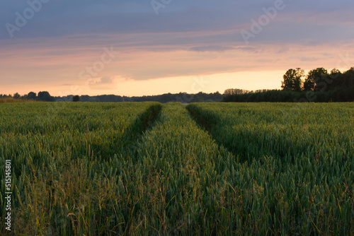 beautiful meadow with car tracks in the evening at sunset
