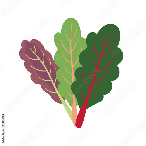 Vector illustration of colorful leafy collard greens. Plant based healthy diet green smoothie ingredients gut microbiome nutrients concept