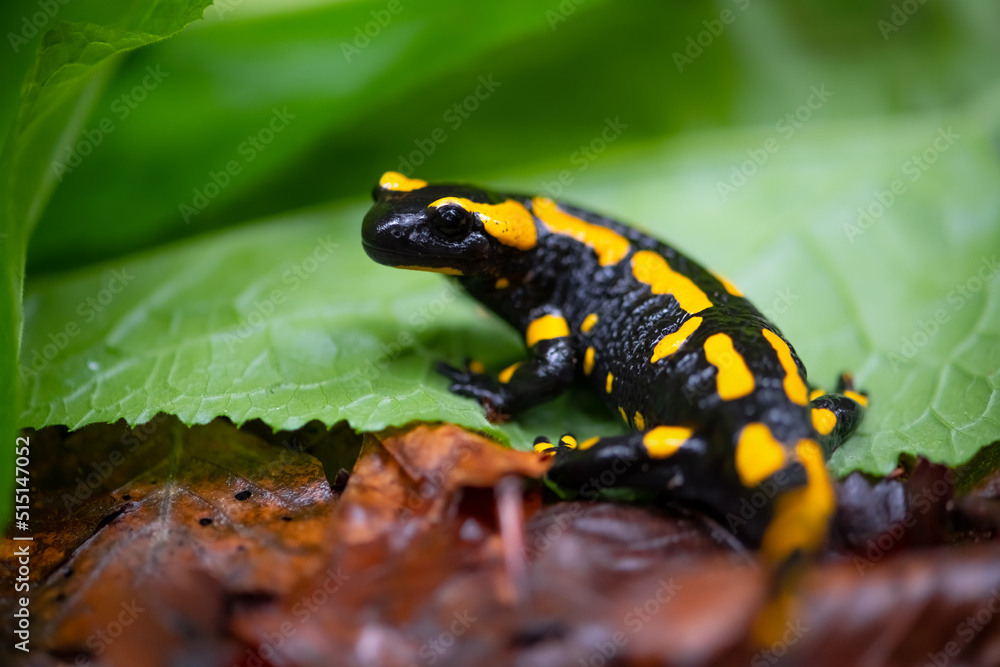 Obraz premium Fire salamander (Salamandra salamandra) in its natural habitat. Macro close up of black and yellow amphibian on leaves near “Urbacher Wasserfall“ cascade in Germany. Portrait of an endangerd species.
