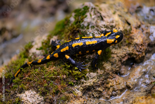 Portrait of endangered Fire salamander (Salamandra salamandra) in its natural habitat. Macro close up of black and yellow amphibian rocks in a creek near “Urbacher Wasserfall“ cascade in Germany. 