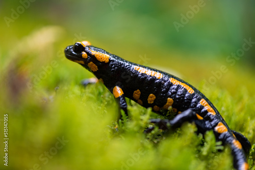 Fire salamander (Salamandra salamandra) is the best-known salamander species in Europe. Macro close up of black and yellow amphibian in wet green moss near “Urbacher Wasserfall“ cascade in Germany.