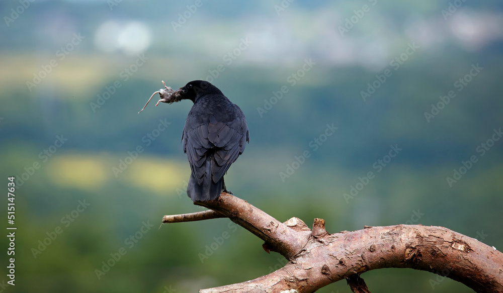 Fototapeta premium Carrion crow on a branch with a mouse
