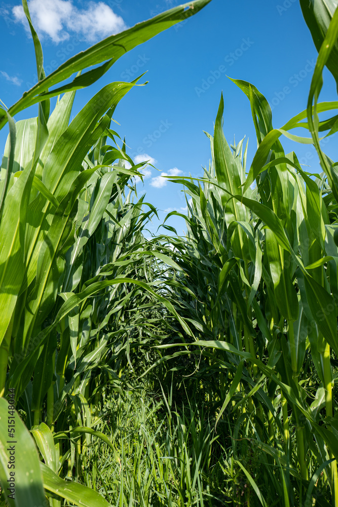 Green corn field in Switzerland, Europe. A sunny blue sky, puffy white clouds, no people Green corn field in Switzerland, Europe. A sunny blue sky, puffy white clouds, no people
