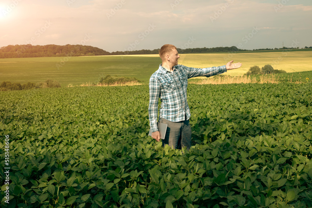 A farmer with a tablet checks the quality of soybeans in an agricultural field A farmer with a tablet checks the quality of soybeans in an agricultural field