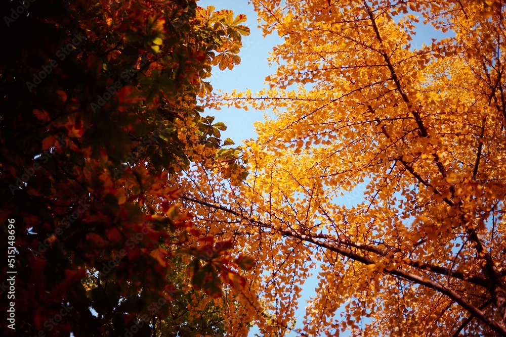 Fototapeta premium autumn in the park