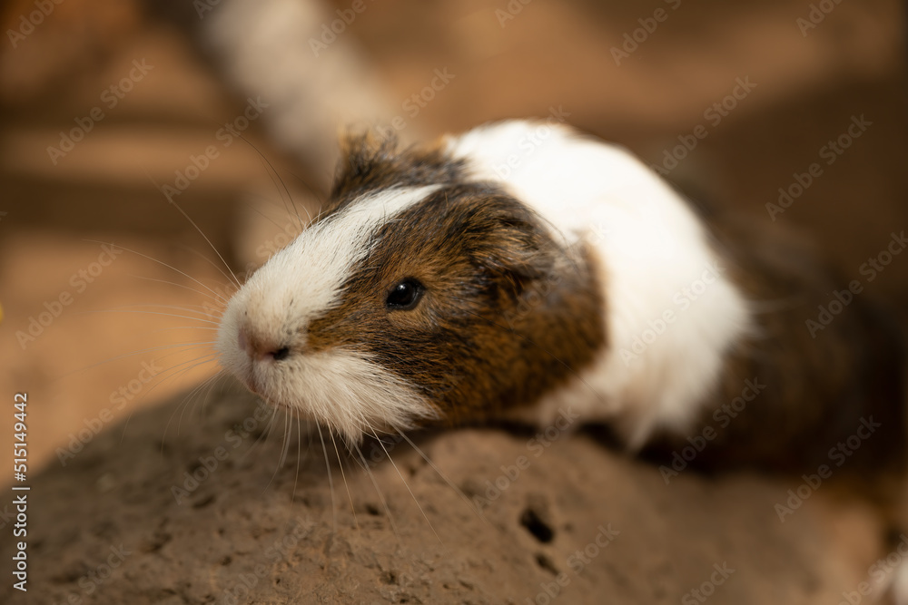 Fototapeta premium Portrait of cute guinea pig