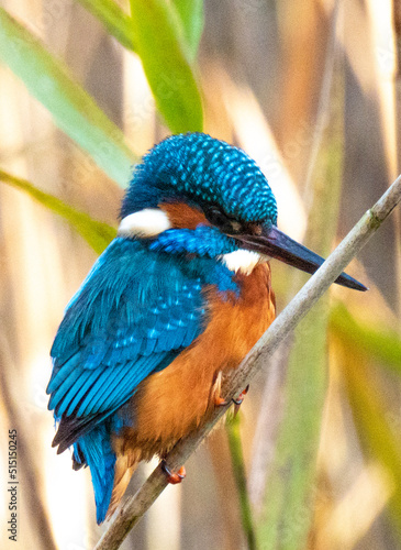 kingfisher on a reed