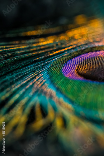 background with circles, Colorful background, Background, Wallpaper, Abstract background, Closeup, Macro photography, Peafowl feather, Peacock feather, Bird feather, feather, portrait.