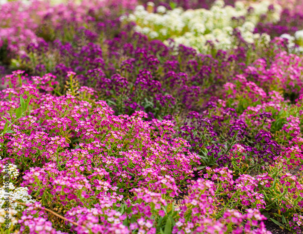 pink and white Alyssum flowers on a flowerbed in the park