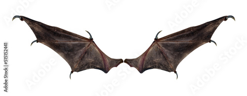 bat wings isolated on white. photo