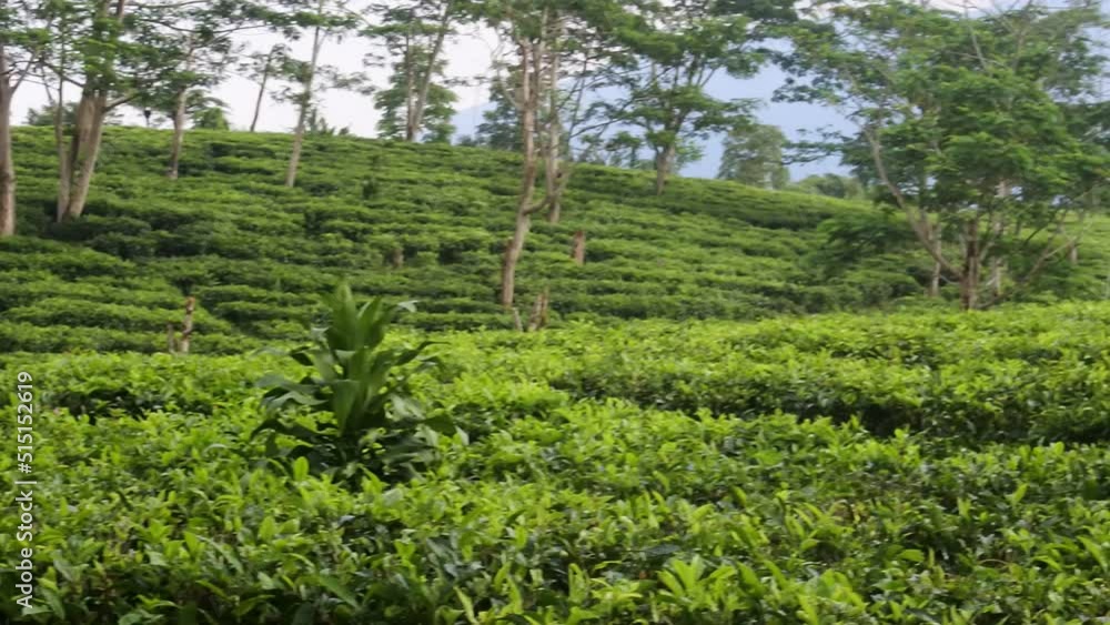 Young green fresh tea leaves on the tea bush close up. tea plantations in Sukabumi, Indonesia. view green tea terrace farm on the hill with mountain landscape footage. Young green fresh tea leaves on the tea bush close up. tea plantations in Sukabumi, Indonesia. view green tea terrace farm on the hill with mountain landscape footage.