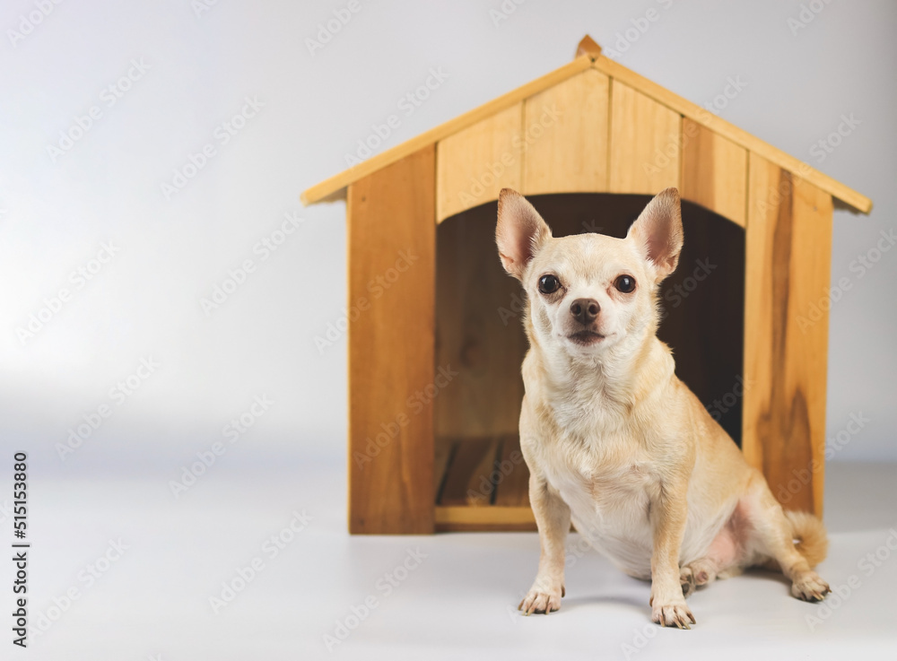  brown  short hair  Chihuahua dog sitting in  front of wooden dog house, looking at camera, isolated on white background.