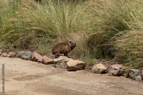 Rock hyrax sitting on a rock with grass behind it. Scientific name is Procavia capensis. It is also known as a Dassie in Afrikaans 