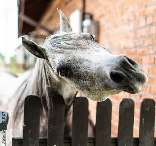 Arabian horse