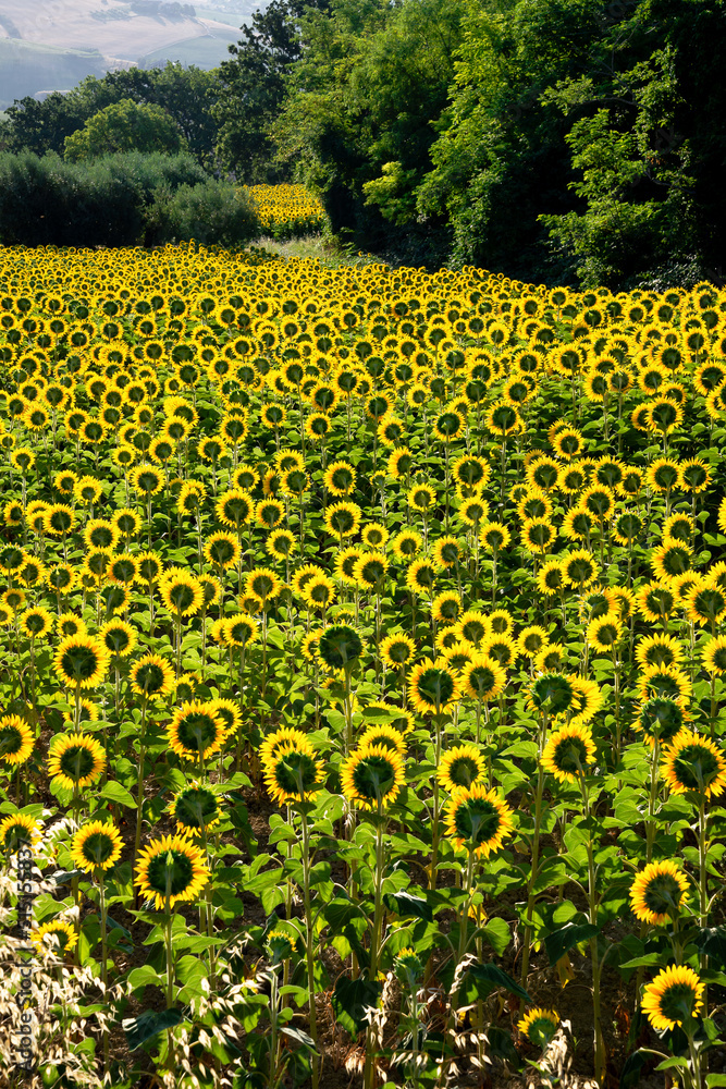 Obraz premium Backlit sunflowers field