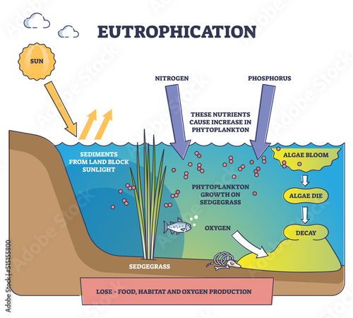 Eutrophication process explanation and water pollution stages outline diagram. Labeled educational freshwater ecosystem contamination with nitrogen, phosphorus and algae bloom vector illustration.