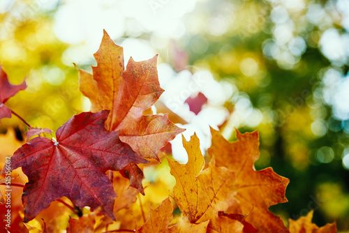 Autumn background. Colorful maple leaves with sun light  close up