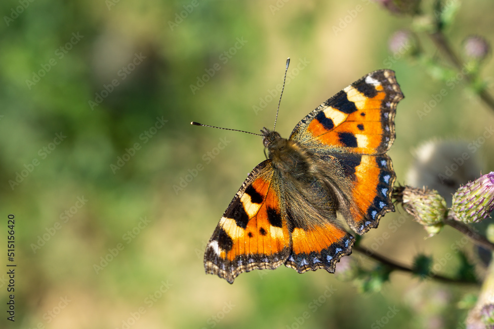 tortoiseshell butterfly on a flower tortoiseshell butterfly on a flower