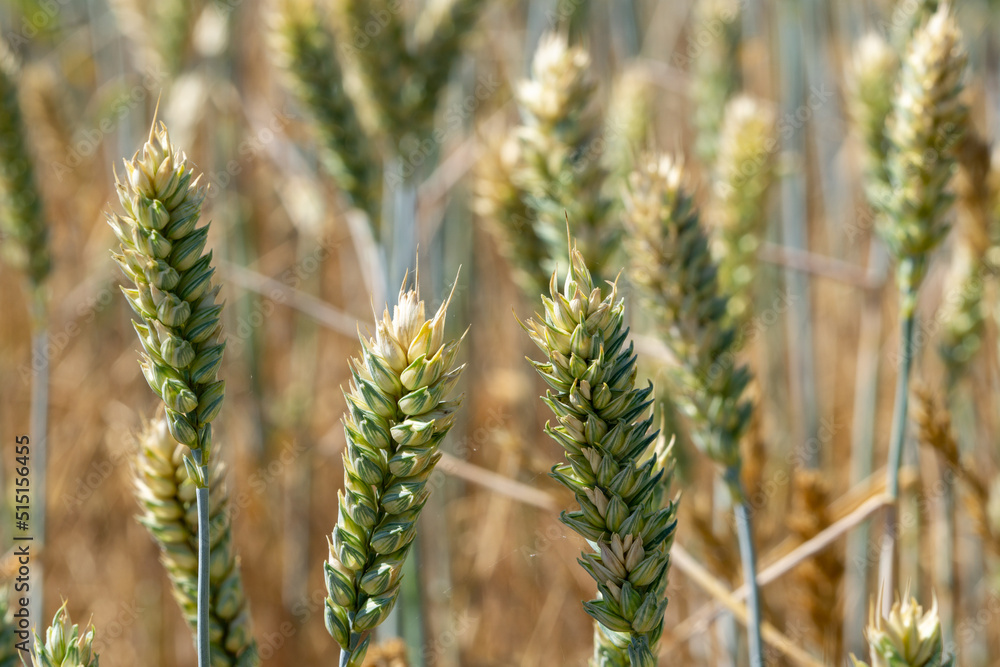 green wheat field summer background