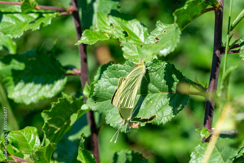 close up of leaves with butterfly close up of leaves with butterfly