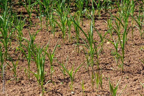 Corn field with dry soil