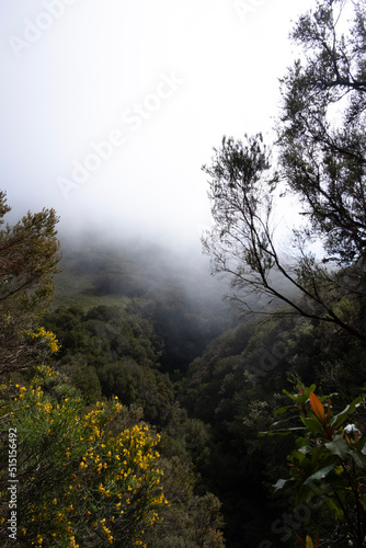 misty morning in the forest of madeira