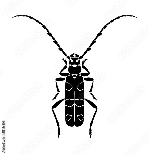 Alpine barbel beetle, Rosalia alpina. Black vector silhouette of a beetle with long whiskers, listed in the Red Book. Vector illustration isolated on a white background.