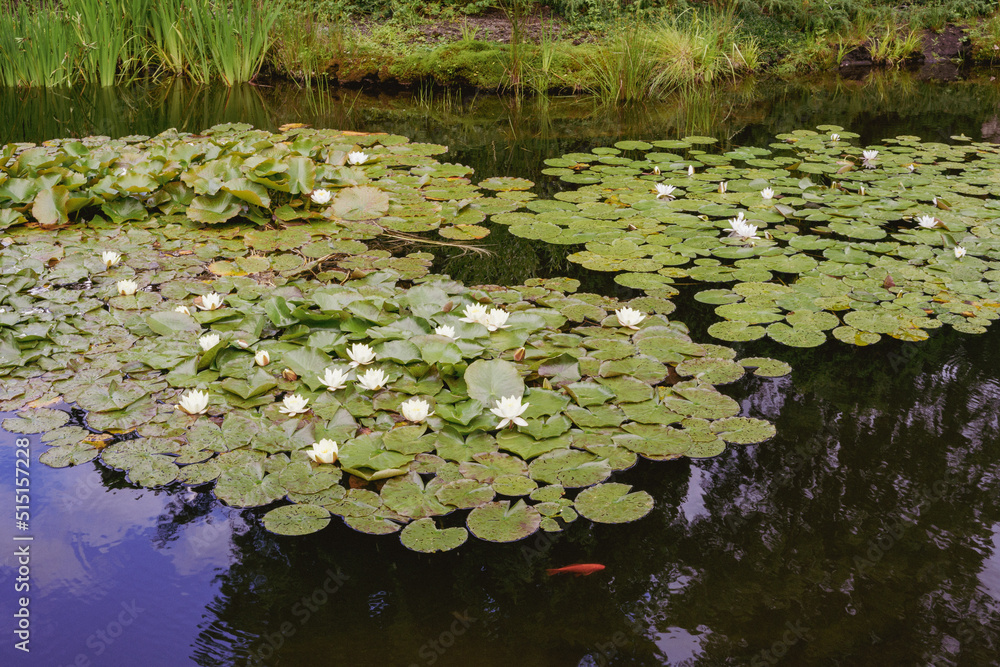 Ταπετσαρία Water lilies in Oslo Bothanical Garden.