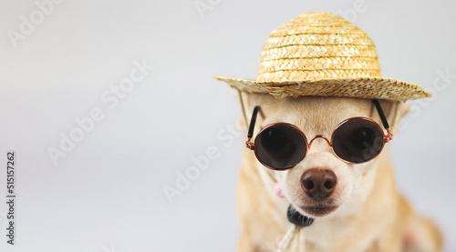 brown chihuahua dog wearing sunglasses and straw hat,  sitting  on white  background with copy space. summer traveling concept. © Phuttharak