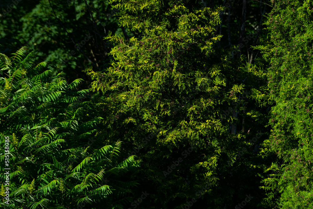 green tree textures and backgrounds - green garden and bushes green tree textures and backgrounds - green garden and bushes