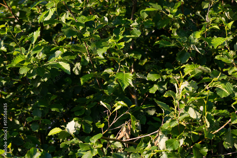 green tree textures and backgrounds - green garden and bushes green tree textures and backgrounds - green garden and bushes