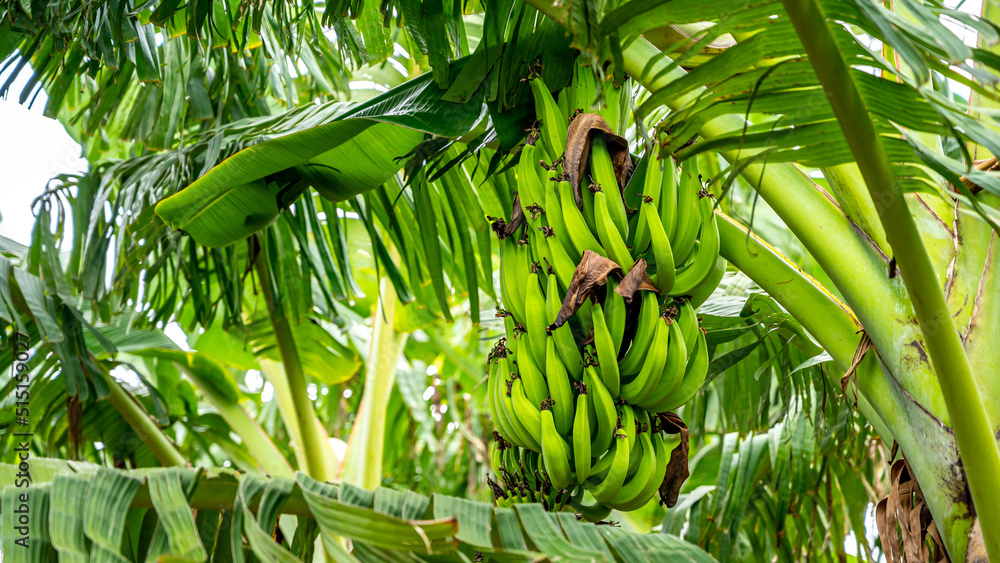 Obraz premium Changalikodan Nendran Banana or famously known as Changalikodan is a banana variety originated and cultivated in Chengazhikodu village of Thrissur District in Kerala state of India.
