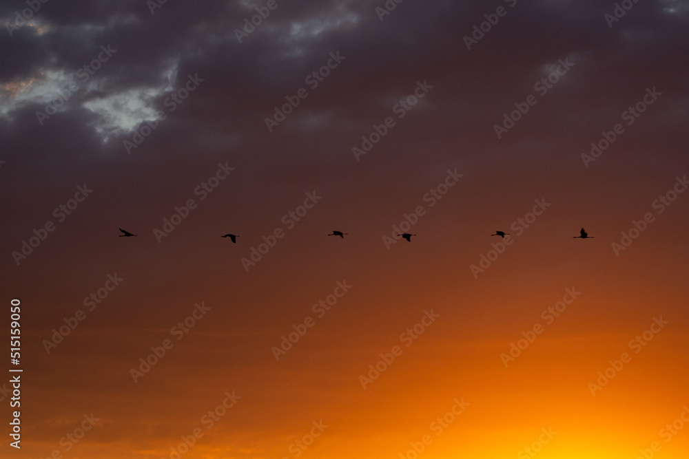 Free birds flying at sunrise over the foggy mountains in the wild. Migrating cranes. Nature migration. Wonderful freedom world. Environment protection. Travel concept