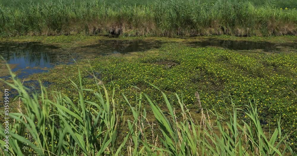 Ludwigia (primrose-willow, water-purslane, or water-primrose) in the Camargue, France Ludwigia (primrose-willow, water-purslane, or water-primrose) in the Camargue, France