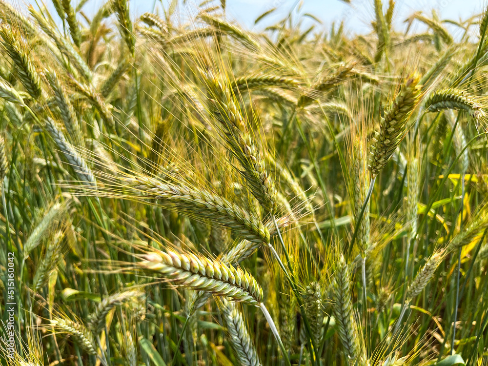 Background of a beautiful field with ripening rye. Rye close-up Background of a beautiful field with ripening rye. Rye close-up