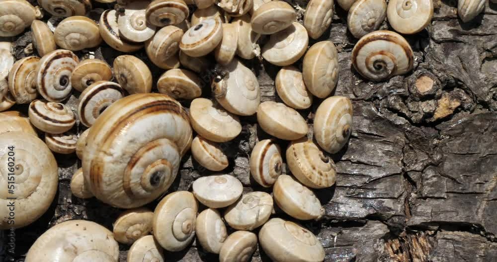 Theba pisana, also named, white garden snail, sand hill snail, white Italian snail, Mediterranean coastal snail, Mediterranean snail Theba pisana, also named, white garden snail, sand hill snail, white Italian snail, Mediterranean coastal snail, Mediterranean snail