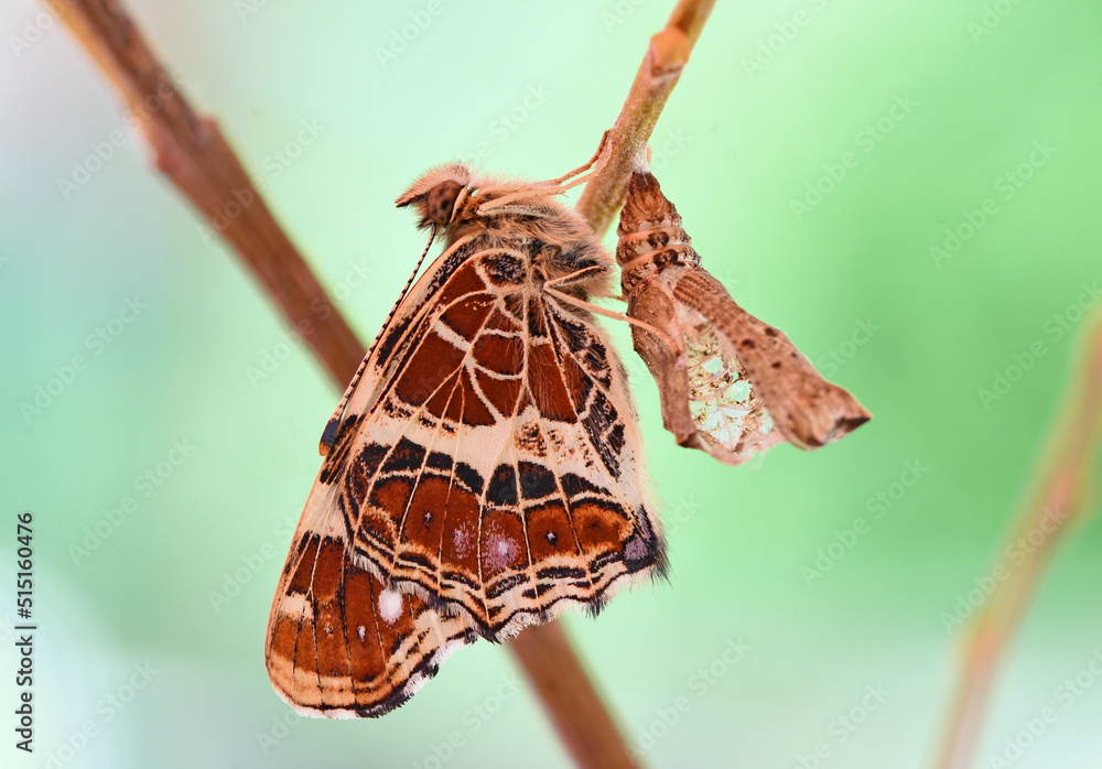 Landkärtchen (Araschnia levana)