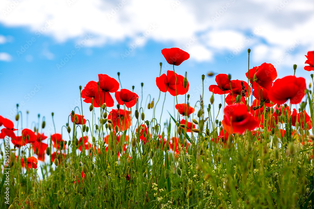Obraz premium Papaver rhoeas or common poppy, red poppy is an annual herbaceous flowering plant in the poppy family, Papaveraceae, with red petals and capsule. Frog perspective with blue sky.