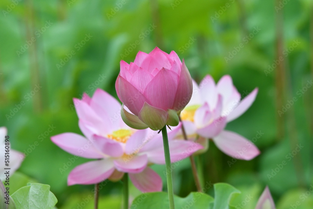 星名池の美しい蓮の花