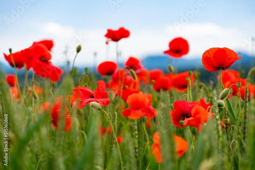Papaver rhoeas or common poppy, red poppy is an annual herbaceous flowering plant in the poppy family, Papaveraceae, with red petals. Frog perspective with blue sky and translucent red flowers.