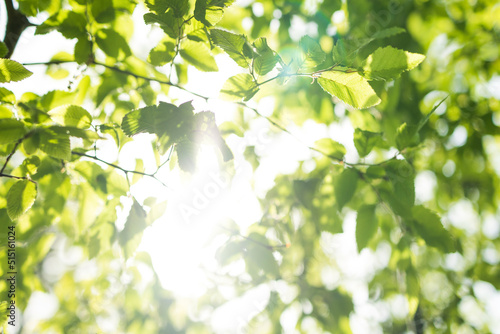 Upward glance to sun rays shines through forest trees. Scattered sunlight that filters through green elm leaves. Sunny summer nature background with sunshine radiant bokeh. Japanese Komorebi concept photo