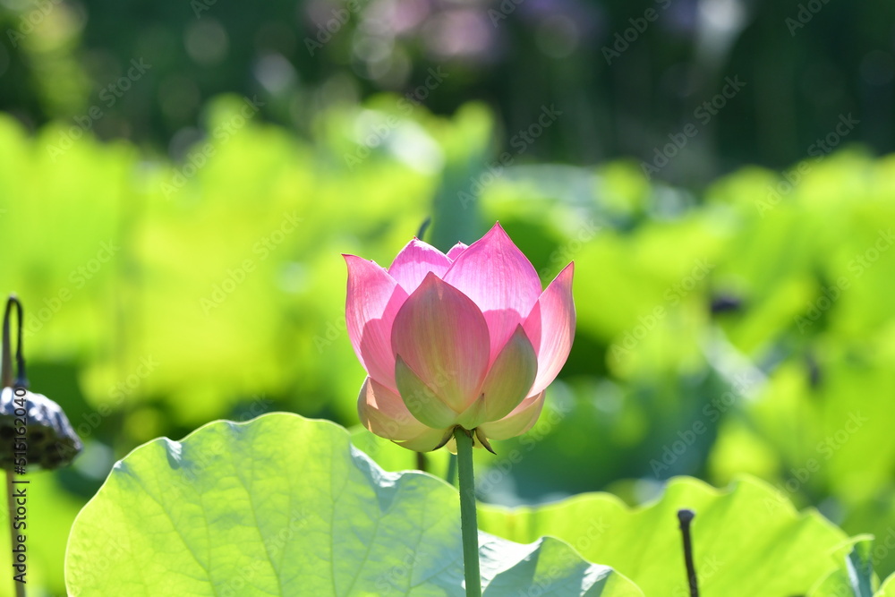 星名池の美しい蓮の花 星名池の美しい蓮の花