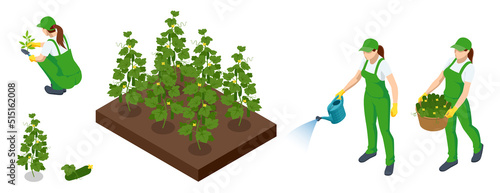 Isometric Agricultural cultivation of green cucumbers on the farm or in the field. Farmers grow green cucumbers and harvest. Harvesting cucumbers in the field