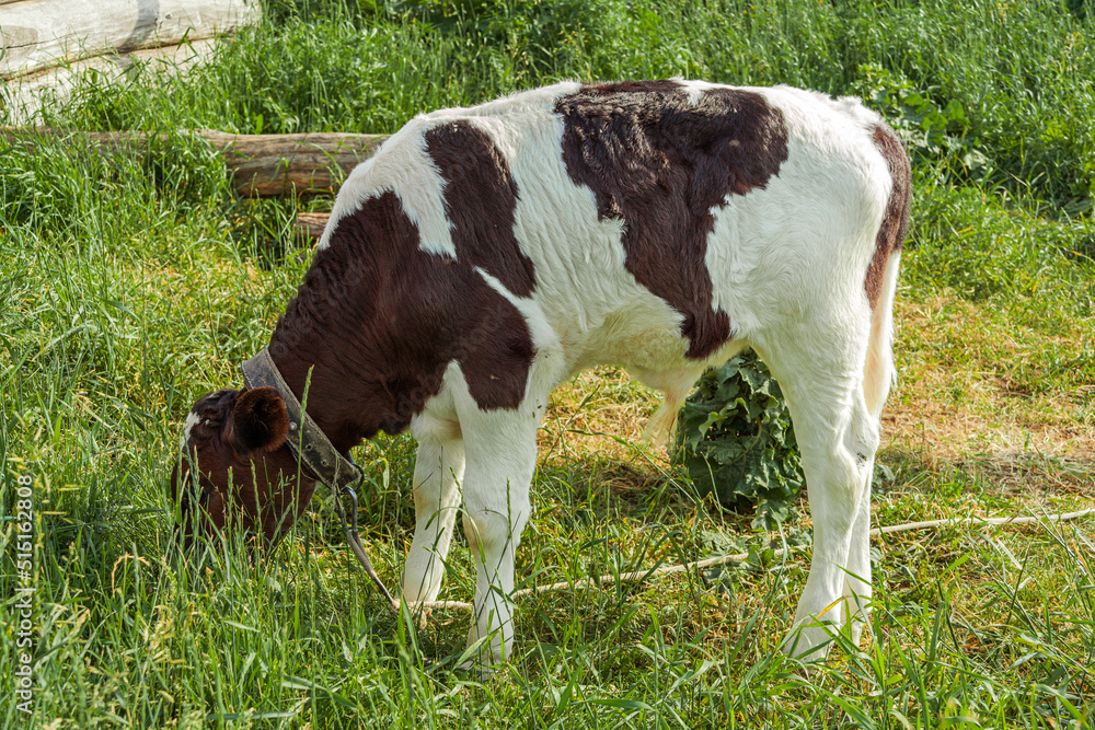 Beautiful cow, bull on a home farm.The calf eats grass. Animal husbandry, household management, the concept of organic agriculture. Close-up.for milk production. Beautiful cow, bull on a home farm.The calf eats grass. Animal husbandry, household management, the concept of organic agriculture. Close-up.for milk production.
