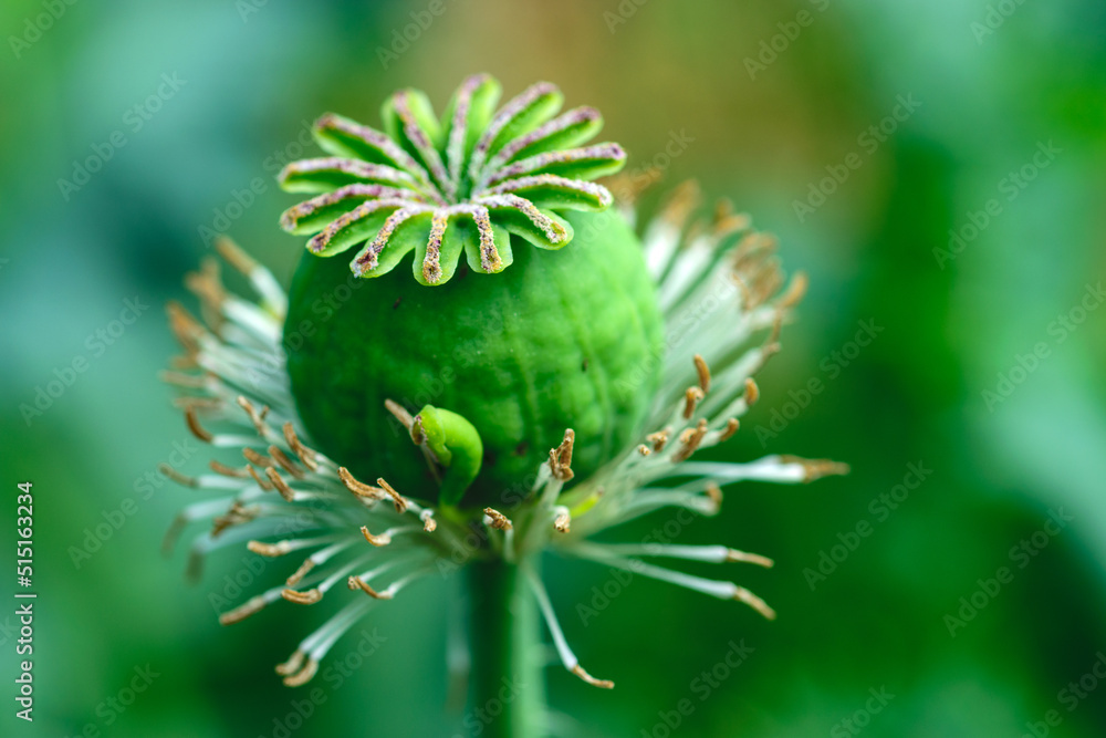 Macro shot of poppy flower, close-up of poppy head, with pollen and immature poppy capsule inside Macro shot of poppy flower, close-up of poppy head, with pollen and immature poppy capsule inside