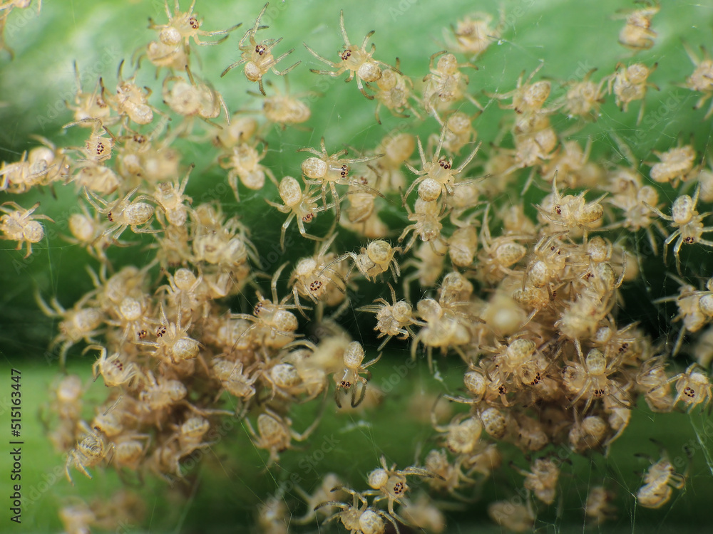 close-up of spiders colony on leaf close-up of spiders colony on leaf