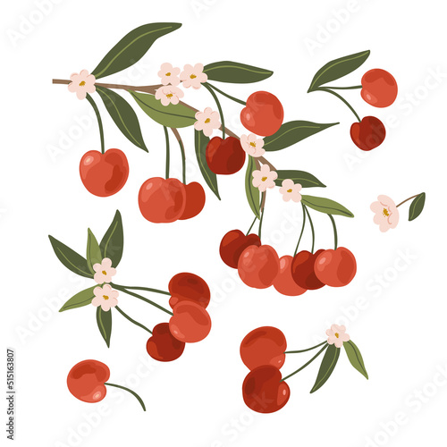 Isolated vector hand drawn fruits on white background. Vector illustration of cherry fruit branches with ripe fruits, blooms and leaves.