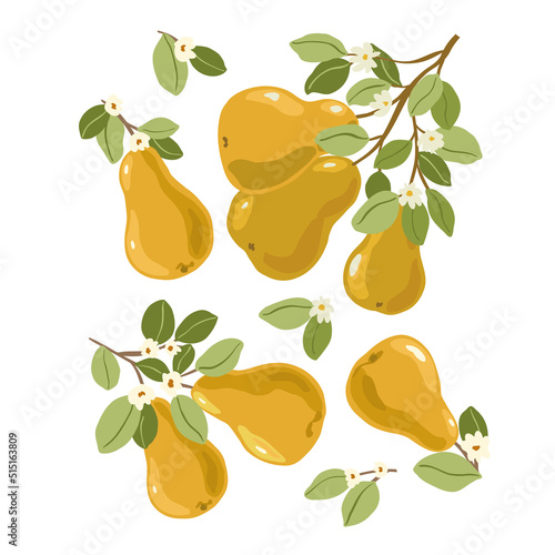 Isolated vector hand drawn fruits on white background. Vector illustration of pear fruit branches with ripe fruits, blooms and leaves.