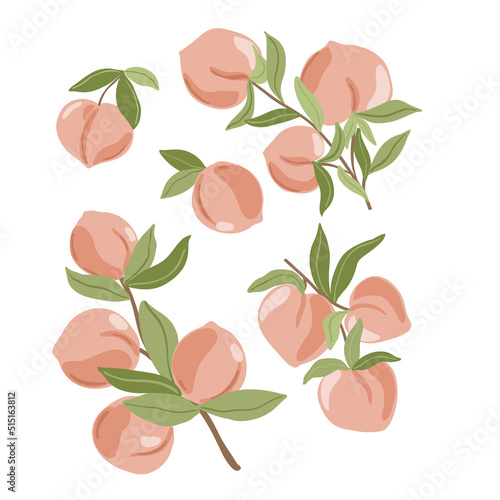 Isolated vector hand drawn fruits on white background. Vector illustration of peach fruit branches with ripe fruits, blooms and leaves.