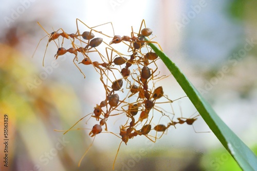close-up of weaver ants colony on leaf © Indra